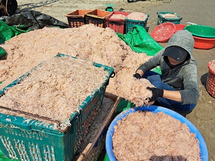 Ngư dân Hà Tĩnh phấn khởi vì trúng đậm ruốc biển và cá cơm