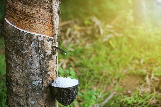 Việt Nam còn nhiều dư địa xuất khẩu cao su sang Hà Lan