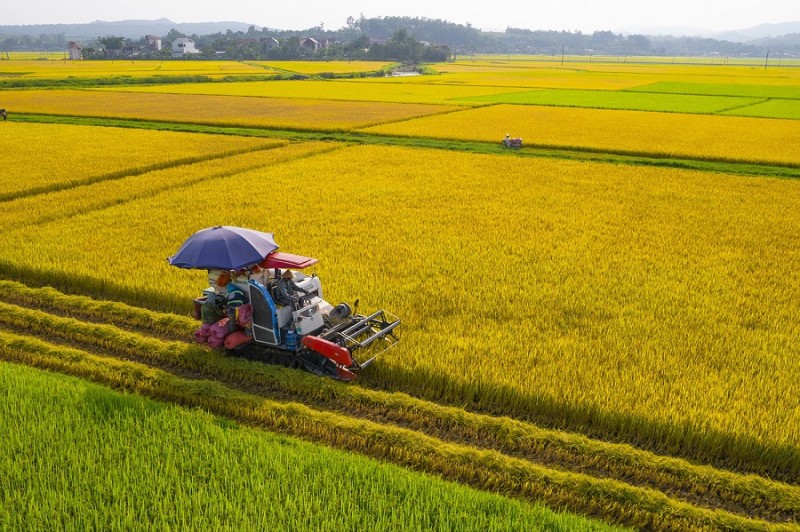 Sản xuất lúa gạo đảm bảo mục tiêu về năng suất, chất lượng