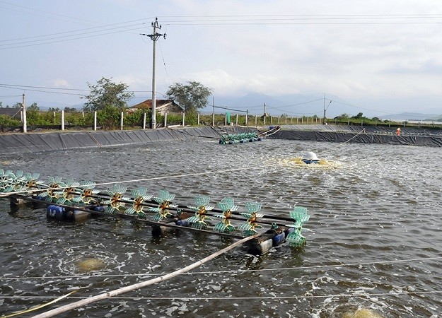 Giá tôm liên tục giảm sâu khiến nhiều nông hộ gặp khó