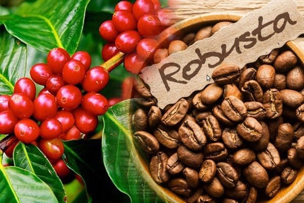 Dự báo cà phê xuất khẩu của Việt Nam sẽ được hưởng lợi về giá