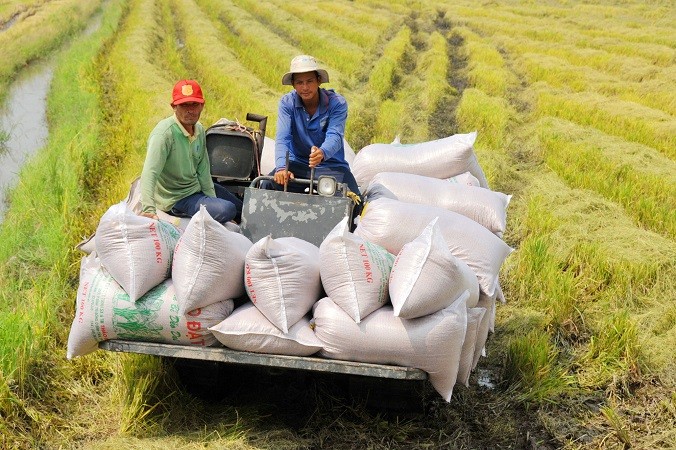 Kim ngạch xuất khẩu gạo của Việt Nam thiết lập kỷ lục mới