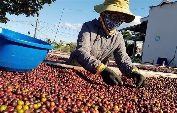 Xuất khẩu cà phê có thể đạt gần 5 tỷ USD trong năm 2024