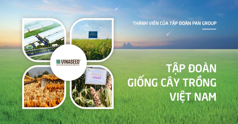 Vina Seed bị xử phạt và truy thu thuế hơn 1,3 tỷ đồng