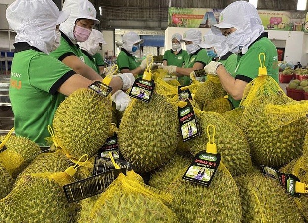Đã có kết quả xác minh 30 lô sầu riêng bị Trung Quốc 'tuýt còi'