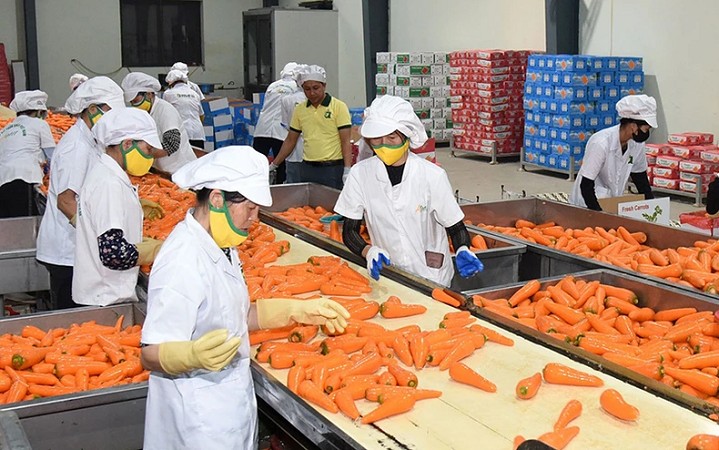 Xuất khẩu hàng hoá sang các thị trường có FTA đều khởi sắc