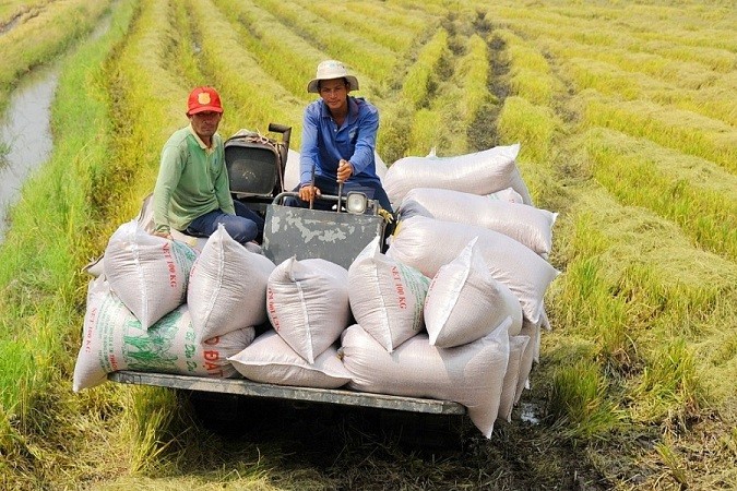 Philippines giảm thuế nhập khẩu gạo, cơ hội cho doanh nghiệp Việt