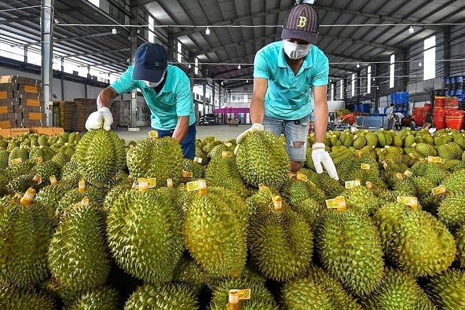 Xuất khẩu sầu riêng có thể đạt 3,5 tỷ USD trong năm 2024