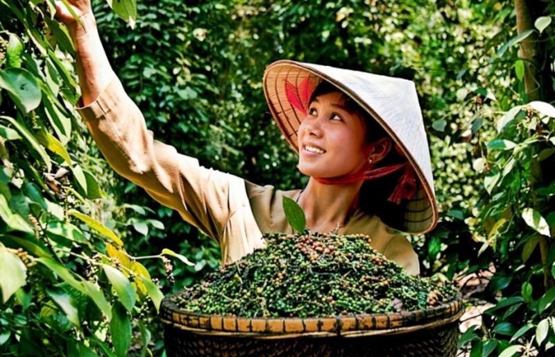 Nửa đầu năm 2024, Việt Nam xuất khẩu hồ tiêu nhiều nhất sang khu vực châu Á