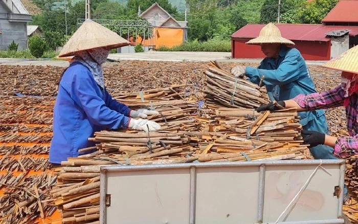 Việt Nam đã xuất khẩu hơn 90.000 tấn quế, thu về gần 250 triệu USD