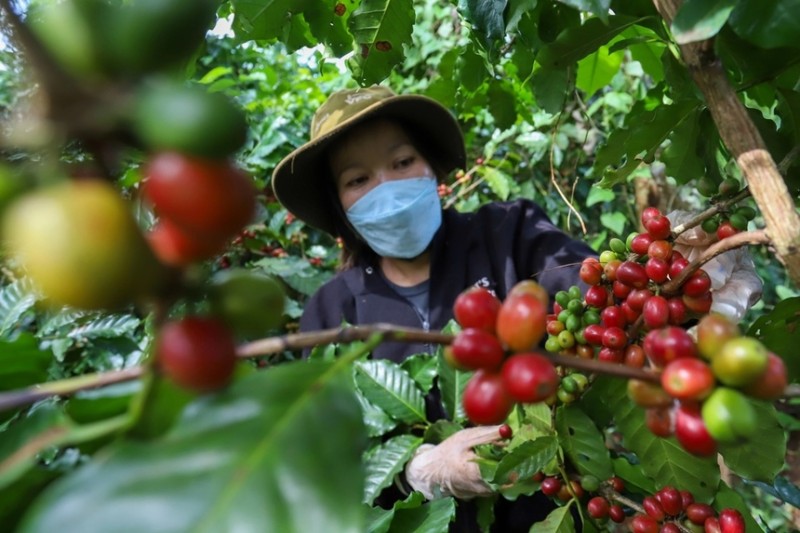 Giá cà phê lên cao nhất mọi thời đại