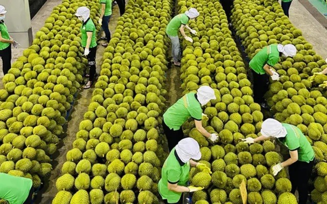 Kim ngạch xuất khẩu rau quả sụt giảm mạnh trong 3 tháng đầu năm