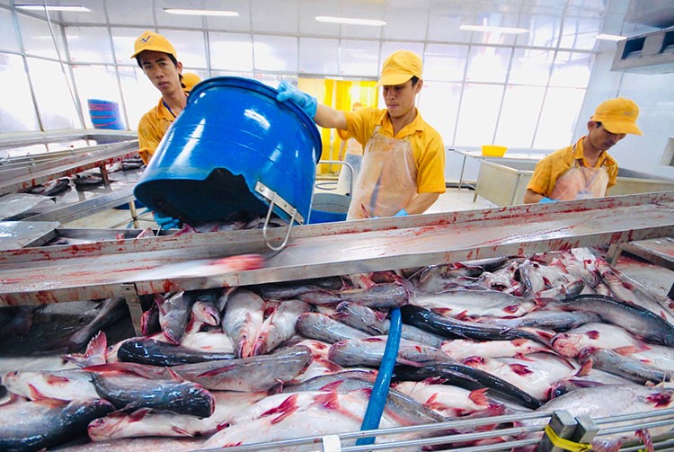 Xuất khẩu cá tra phục hồi mạnh, 8 tháng đạt hơn 1,4 tỷ USD