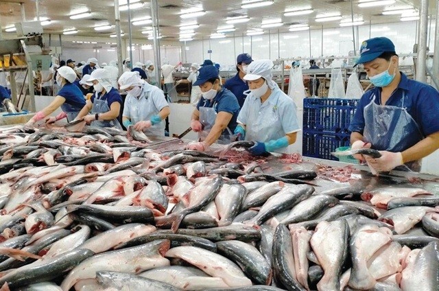 Doanh nghiệp thủy sản gấp rút chuẩn hóa truy xuất nguồn gốc, mở rộng thị phần sang EU