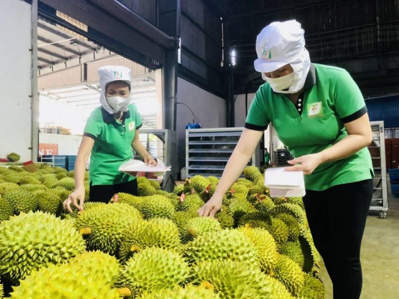 Xuất khẩu rau quả đầu năm bùng nổ, sầu riêng tăng trưởng 3 con số