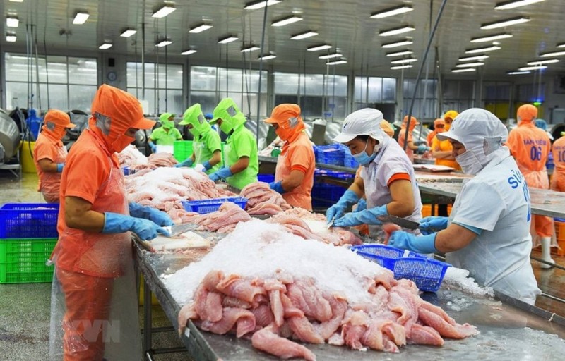 Xuất khẩu cá tra tăng 10%, doanh nghiệp đối mặt “bài toán kép” tại Mỹ