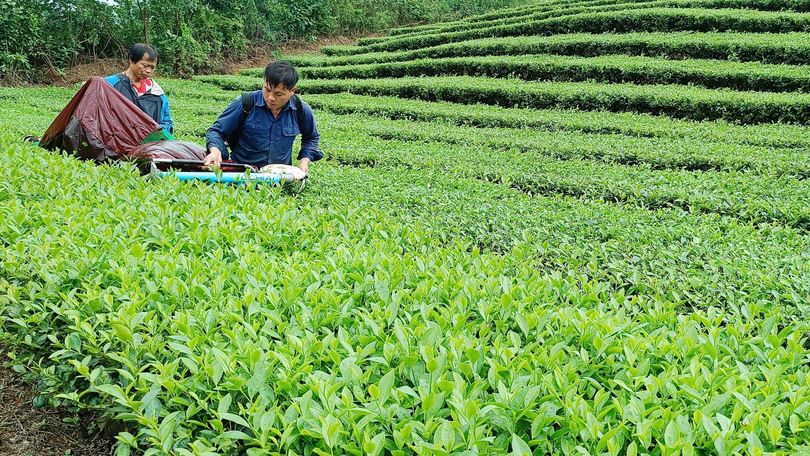 Người trồng chè trong tỉnh thu hơn 350 tỷ đồng từ bán chè búp tươi