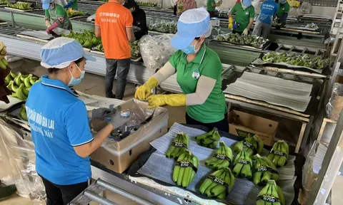 Thaco Agri đã bền bỉ ‘bơm tiền’ cho HAGL Agrico như thế nào?
