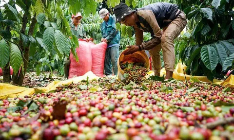 Cà phê Việt Nam bứt phá mạnh, xuất khẩu tiến sát 8 tỷ USD