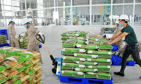 Vinaseed báo lãi quý II giảm hơn 30%, tồn kho vượt 1.000 tỷ đồng