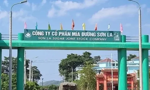 Mía đường Sơn La: Lợi nhuận giảm hơn 70% vẫn quyết trả cổ tức 100%