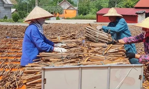 Việt Nam đã xuất khẩu hơn 90.000 tấn quế, thu về gần 250 triệu USD