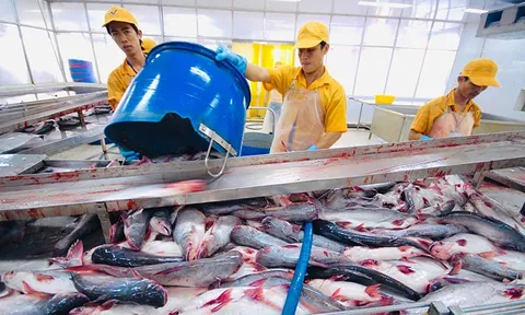Xuất khẩu cá tra phục hồi mạnh, 8 tháng đạt hơn 1,4 tỷ USD