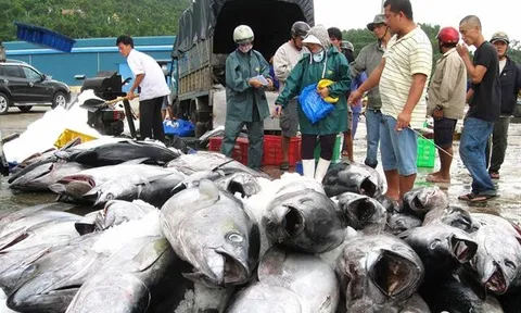Năm 2026 ngành thủy sản Việt Nam sẽ phải đối mặt “cú sốc” MMPA