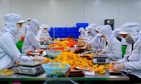 Xuất khẩu nông, lâm, thủy sản vượt kỷ lục năm 2024