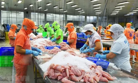 Xuất khẩu cá tra tăng 10%, doanh nghiệp đối mặt “bài toán kép” tại Mỹ