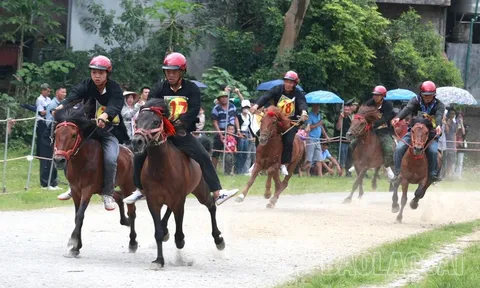 Ngựa đã hí trên đường đua “Cao nguyên trắng”