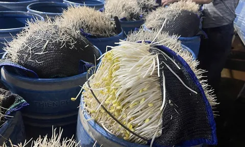 Công an tỉnh Lào Cai phát hiện, triệt phá 2 cơ sở dùng hóa chất độc hại làm giá đỗ bán ra thị trường