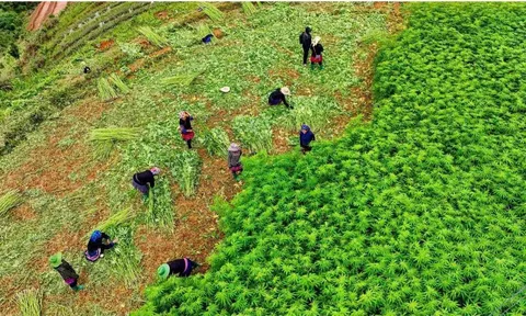 Thi đua, sáng tạo, thực hiện hiệu quả các cuộc vận động lớn và phong trào thi đua yêu nước