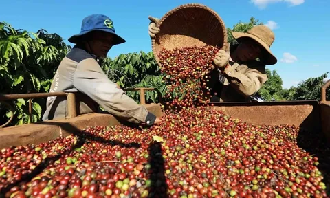 Chậm nhất 15/7, trình Chính phủ Nghị quyết tháo gỡ "điểm nghẽn" xuất khẩu nông sản