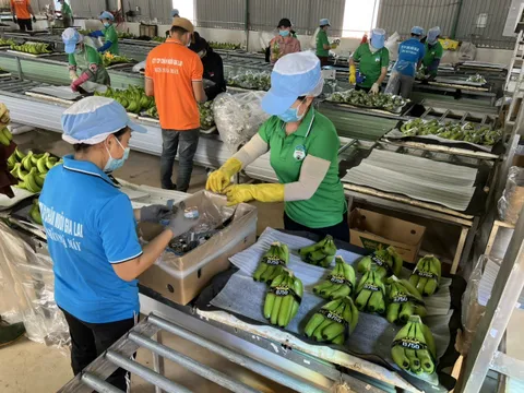 Thaco Agri đã bền bỉ ‘bơm tiền’ cho HAGL Agrico như thế nào?
