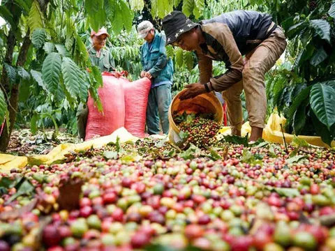 Cà phê Việt Nam bứt phá mạnh, xuất khẩu tiến sát 8 tỷ USD