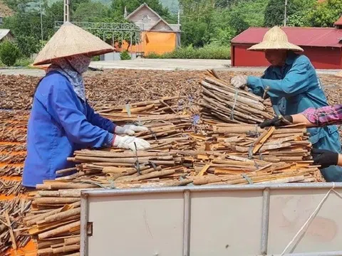 Việt Nam đã xuất khẩu hơn 90.000 tấn quế, thu về gần 250 triệu USD