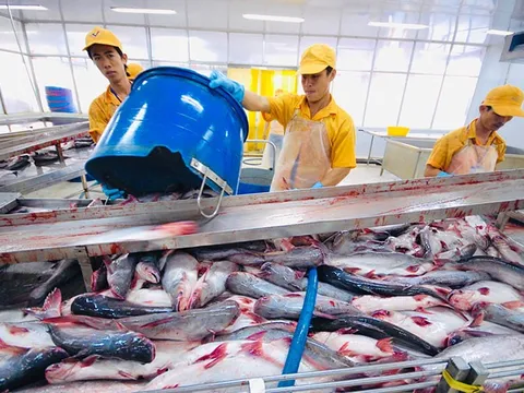 Xuất khẩu cá tra phục hồi mạnh, 8 tháng đạt hơn 1,4 tỷ USD