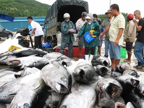 Năm 2026 ngành thủy sản Việt Nam sẽ phải đối mặt “cú sốc” MMPA