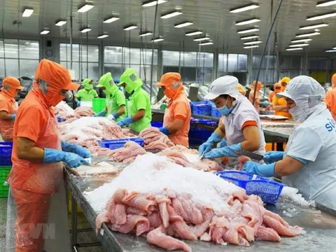 Xuất khẩu cá tra tăng 10%, doanh nghiệp đối mặt “bài toán kép” tại Mỹ