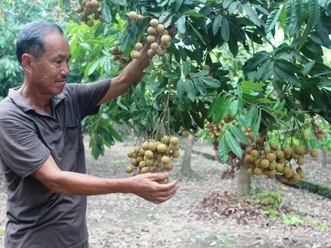 Việt Nam hoàn thành mở cửa thị trường nông sản sang một số nước