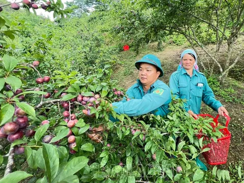 Mận chín sớm ngọt “mềm môi” trên cao nguyên Bắc Hà