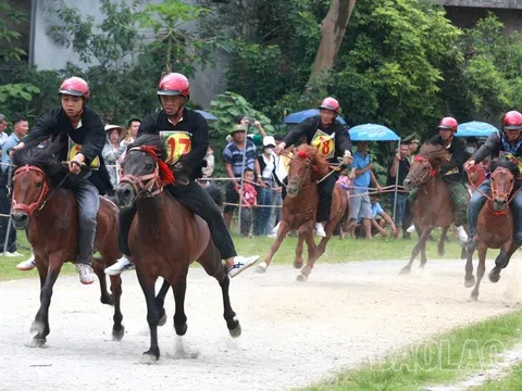 Ngựa đã hí trên đường đua “Cao nguyên trắng”