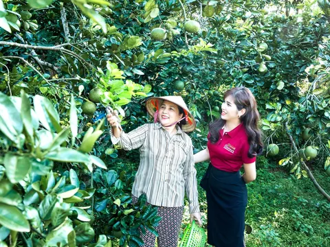 Chính sách mới từ tháng 11/2025: Ba "cú hích" lớn cho nông nghiệp và môi trường xanh