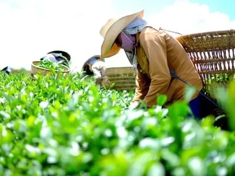 Gần 500 container chè Việt Nam bị ách tắc tại Pakistan, Bộ Công Thương lên tiếng